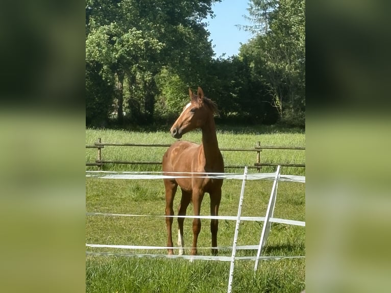 Westphalian Stallion 2 years 15,3 hh Chestnut in Telgte