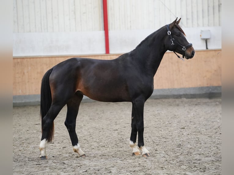 Westphalian Stallion 2 years 16.1 hh Bay-Dark in Hohenfelde