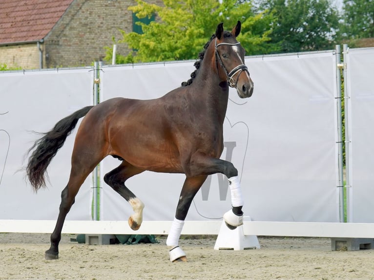 Westphalian Stallion 2 years 16,1 hh Bay-Dark in Münster-Handorf
