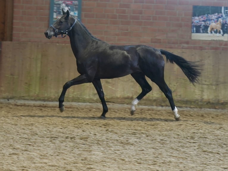 Westphalian Stallion 2 years 16,1 hh Black in Paderborn