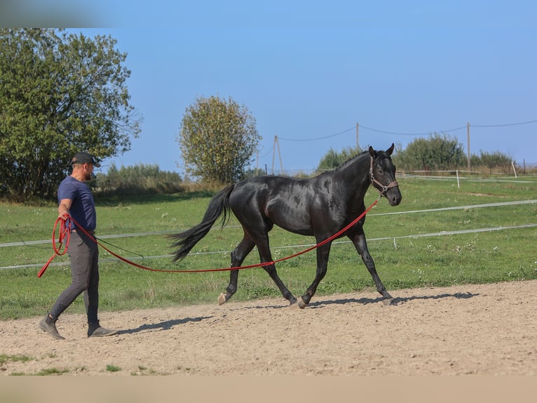 Westphalian Stallion 2 years 16,1 hh Black in Ostróda