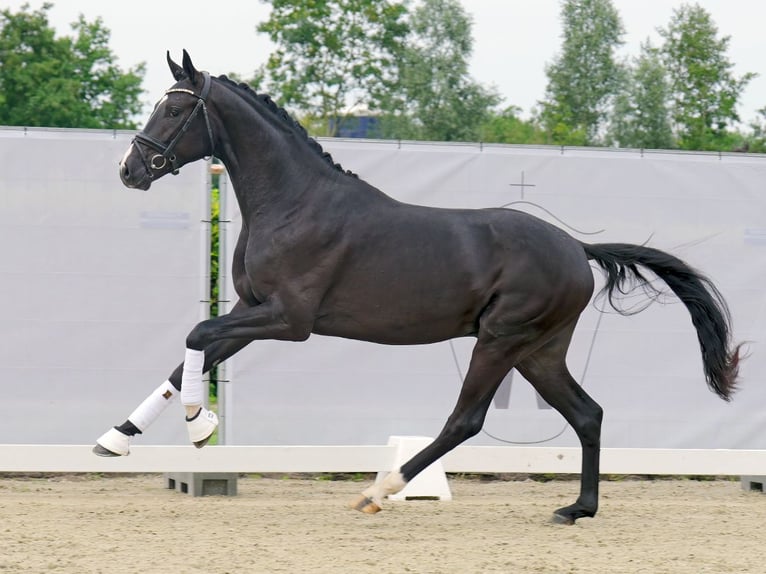 Westphalian Stallion 2 years 16,1 hh Black in Münster-Handorf
