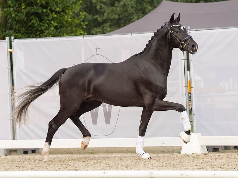 Westphalian Stallion 2 years 16,1 hh Black in Münster