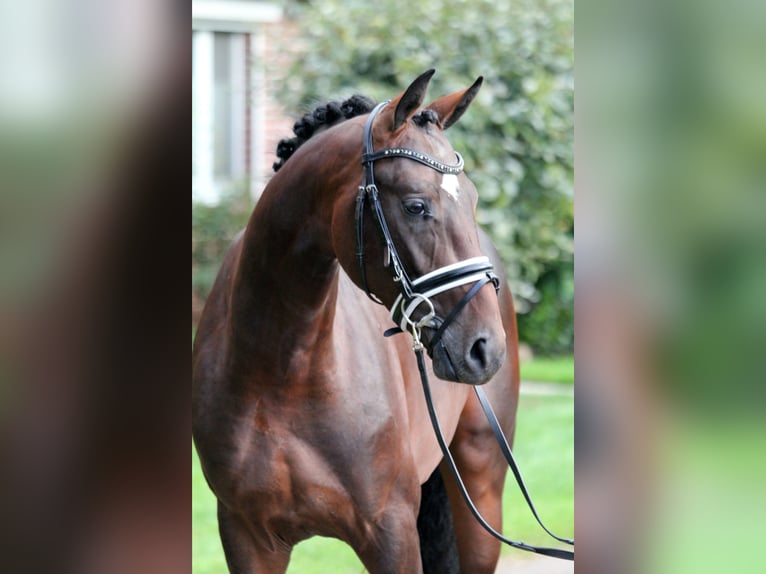 Westphalian Stallion 2 years 16,1 hh Brown in Kutenholz