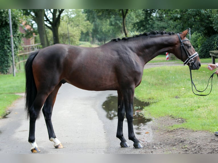 Westphalian Stallion 2 years 16,1 hh Brown in Kutenholz