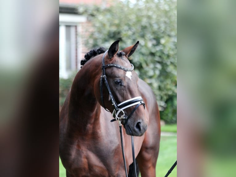 Westphalian Stallion 2 years 16,1 hh Brown in Kutenholz