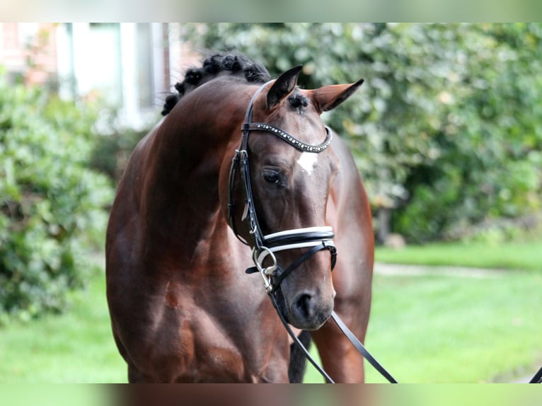 Westphalian Stallion 2 years 16,1 hh Brown in Kutenholz