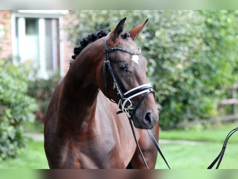 Westphalian Stallion 2 years 16,1 hh Brown in Kutenholz