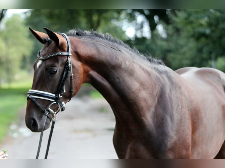 Westphalian Stallion 2 years 16,1 hh Brown in Kutenholz