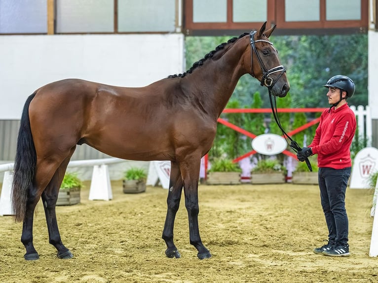 Westphalian Stallion 2 years 16.1 hh Brown in Mnster-Handorf