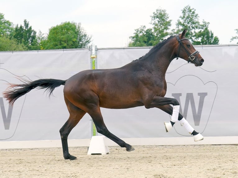 Westphalian Stallion 2 years 16,1 hh Brown in Münster-Handorf