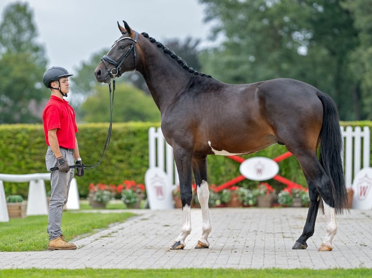 Westphalian Stallion 2 years 16,1 hh Brown in Münster-Handorf
