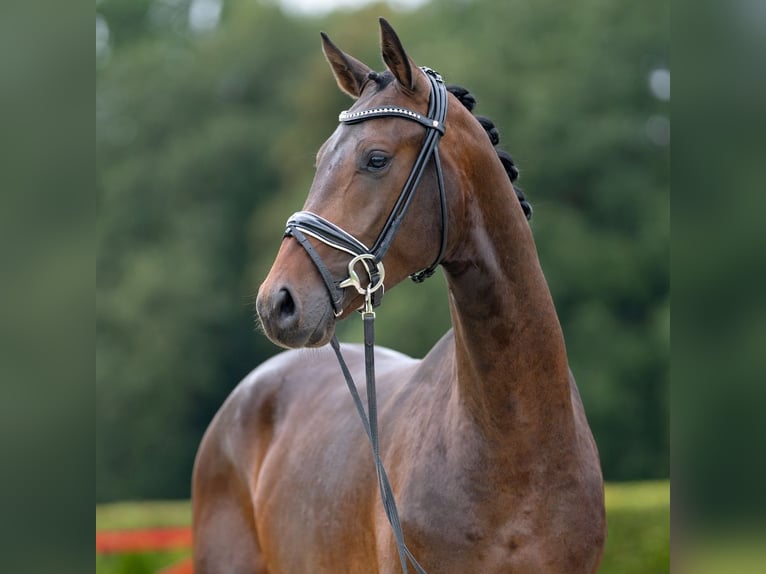 Westphalian Stallion 2 years 16,1 hh Brown in Münster-Handorf