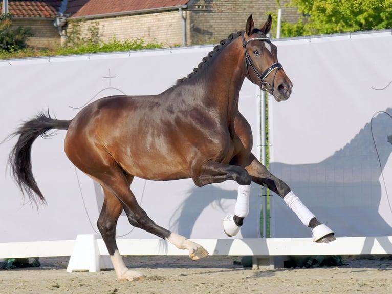 Westphalian Stallion 2 years 16,1 hh Brown in Münster-Handorf