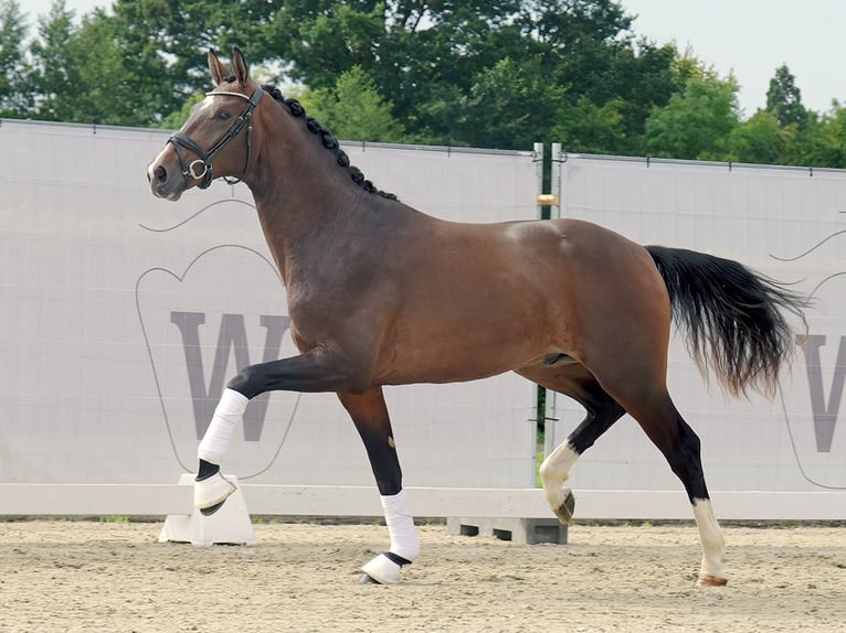 Westphalian Stallion 2 years 16,1 hh Brown in Münster-Handorf