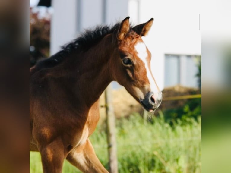 Westphalian Stallion 2 years 16,1 hh Brown Falb mold in Eisenach