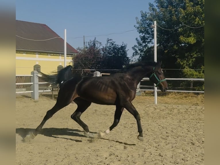 Westphalian Stallion 2 years 16.1 hh Brown in Murska Soboda