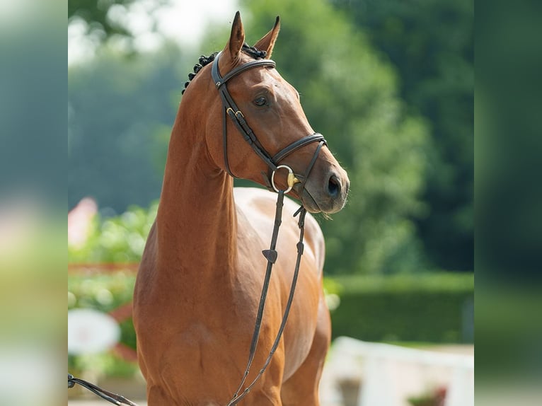 Westphalian Stallion 2 years 16,1 hh Brown in Münster