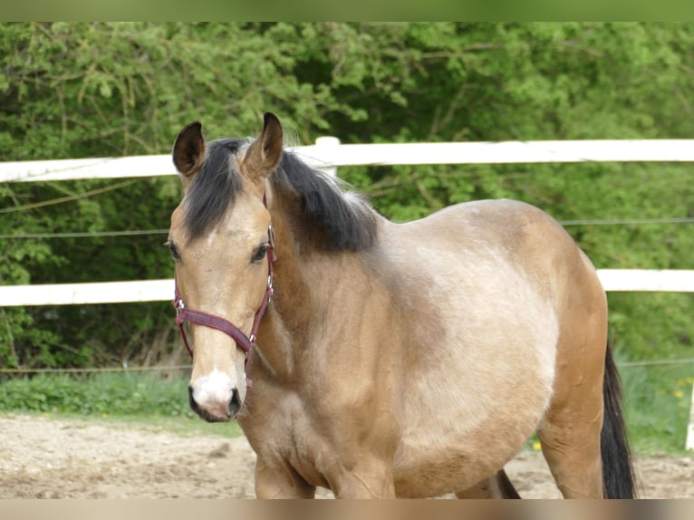 Westphalian Stallion 2 years 16,1 hh Buckskin in Borgentreich