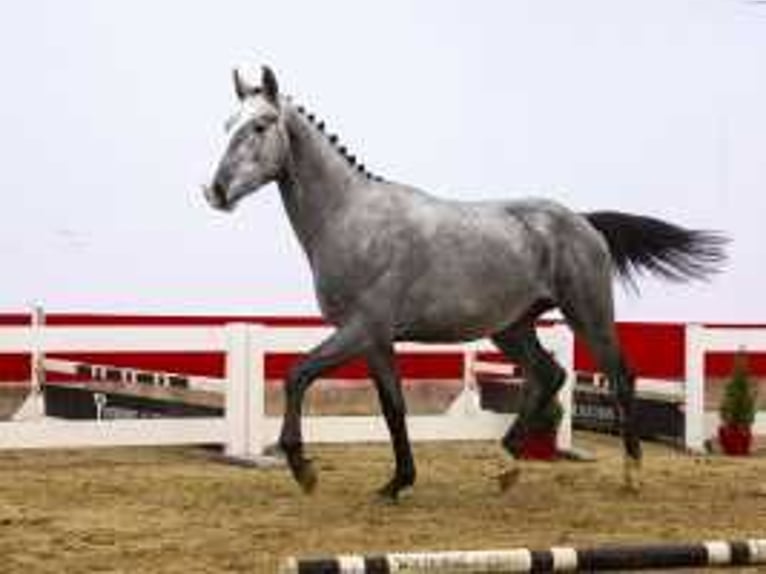 Westphalian Stallion 2 years 16,1 hh Gray in Waddinxveen