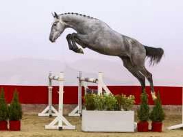 Westphalian Stallion 2 years 16,1 hh Gray in Waddinxveen