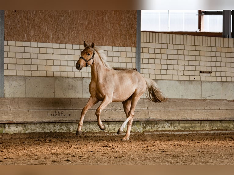 Westphalian Stallion 2 years 16.1 hh Palomino in Marl