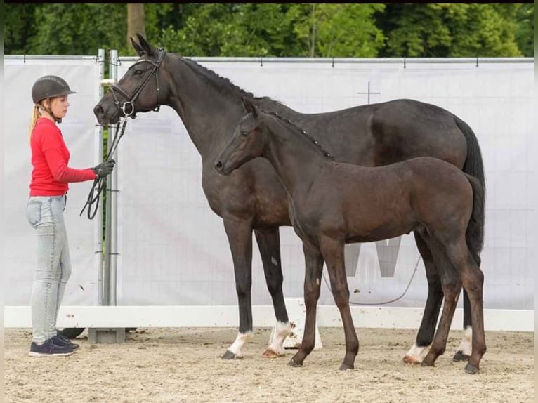 Westphalian Stallion 2 years 16.2 hh Black in Mönchengladbach