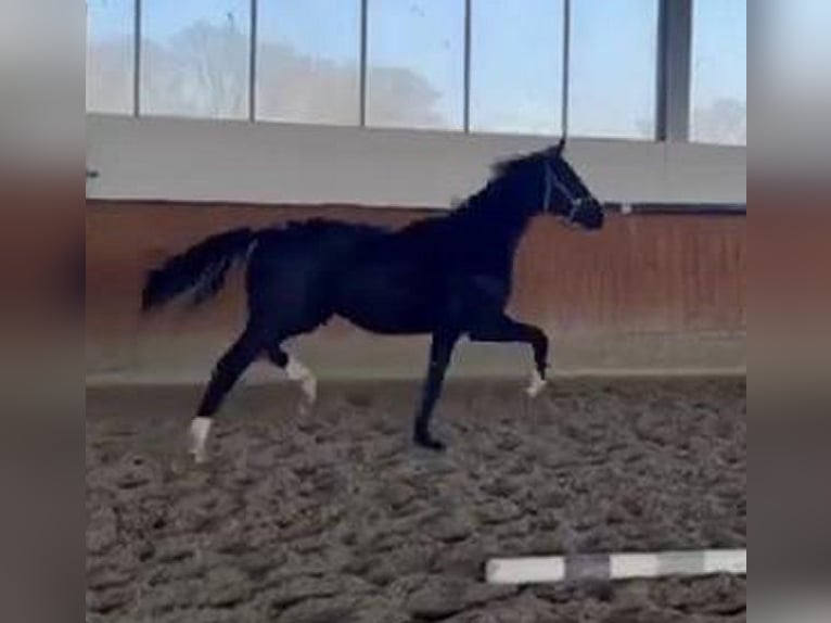 Westphalian Stallion 2 years 16,2 hh Black in Telgte