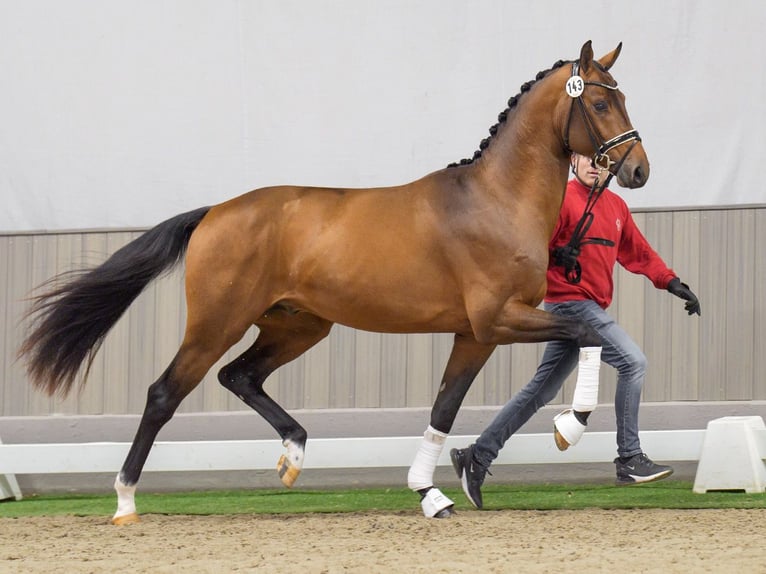 Westphalian Stallion 2 years 16,2 hh Brown in Münster