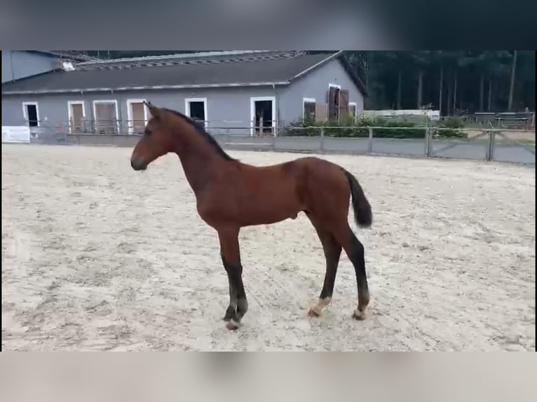 Westphalian Stallion 2 years 16,2 hh Brown in Gadow