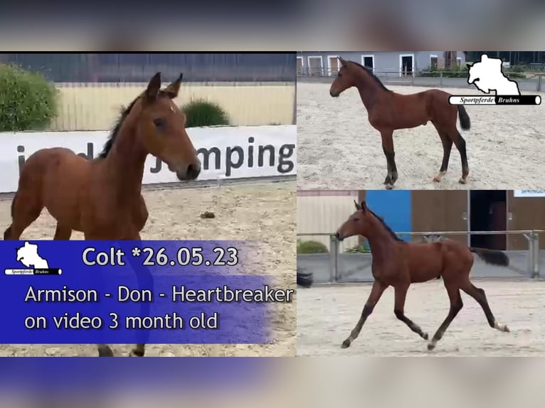 Westphalian Stallion 2 years 16,2 hh Brown in Gadow