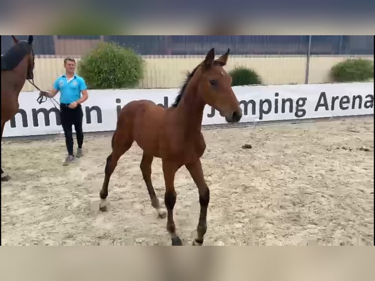 Westphalian Stallion 2 years 16,2 hh Brown in Gadow