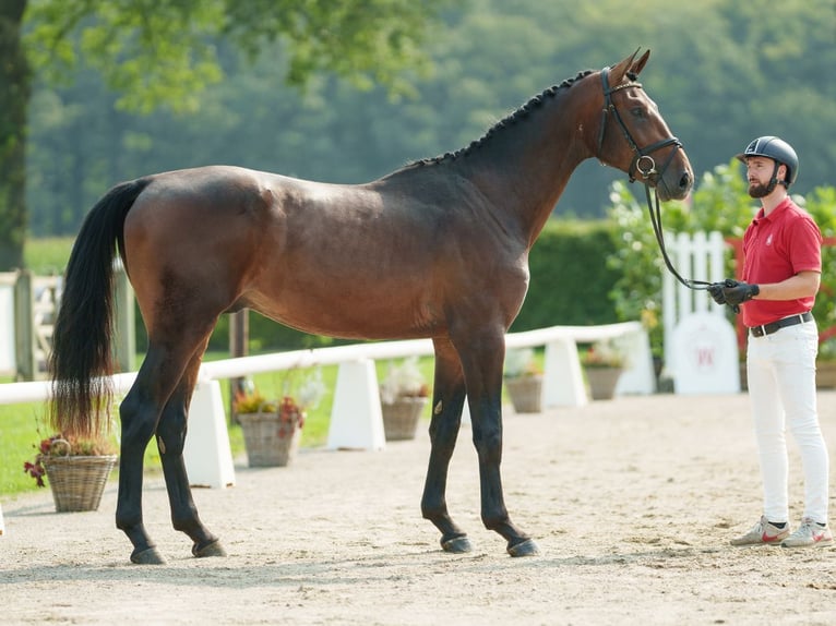 Westphalian Stallion 2 years 16,2 hh Brown in Münster