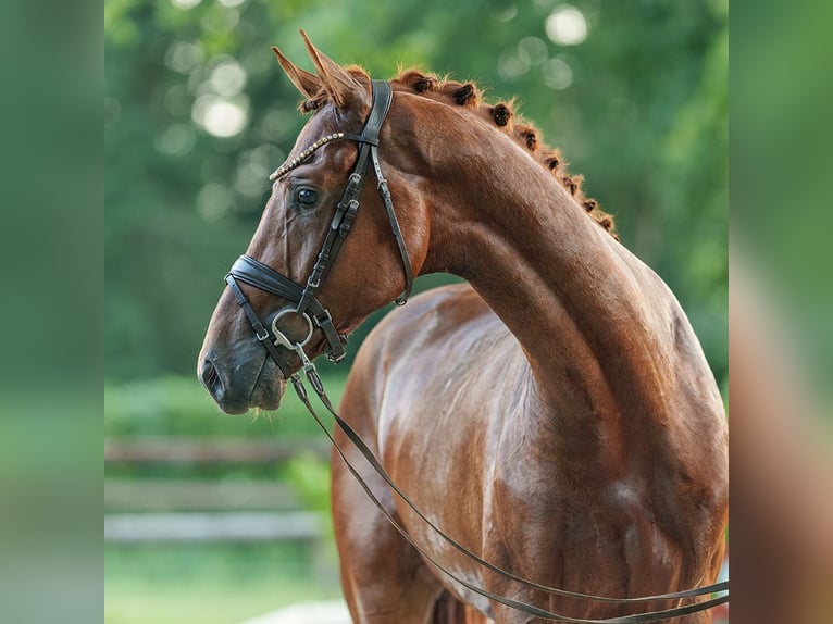 Westphalian Stallion 2 years 16,2 hh Chestnut-Red in Münster