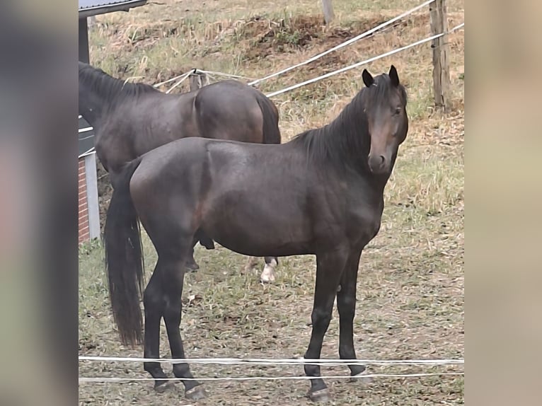 Westphalian Stallion 2 years 16 hh Bay-Dark in Wenden