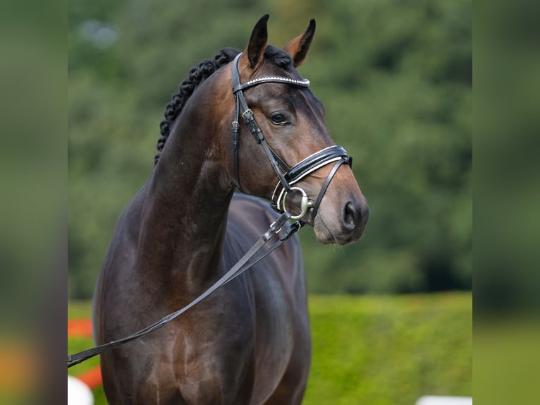 Westphalian Stallion 2 years 16 hh Bay-Dark in Münster-Handorf