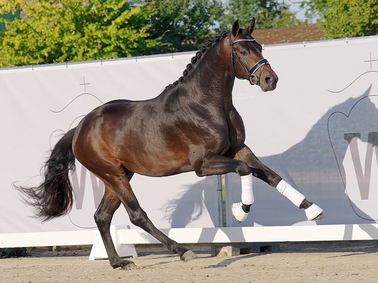 Westphalian Stallion 2 years 16 hh Bay-Dark in Münster-Handorf
