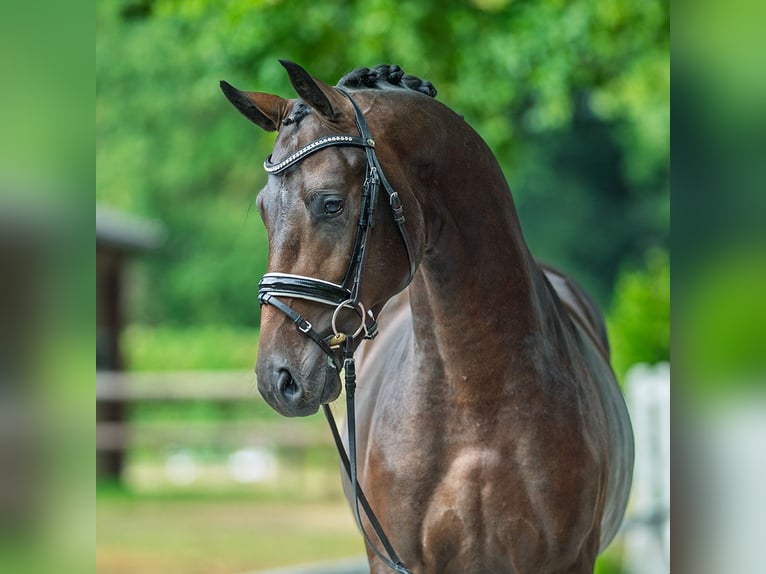 Westphalian Stallion 2 years 16 hh Bay-Dark in M&#xFC;nster