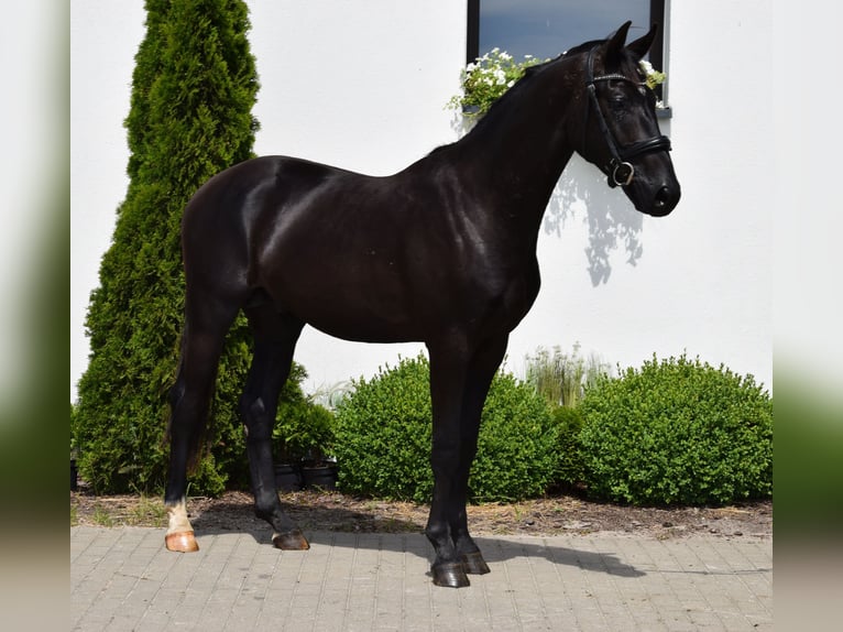 Westphalian Stallion 2 years 16 hh Black in Wysin