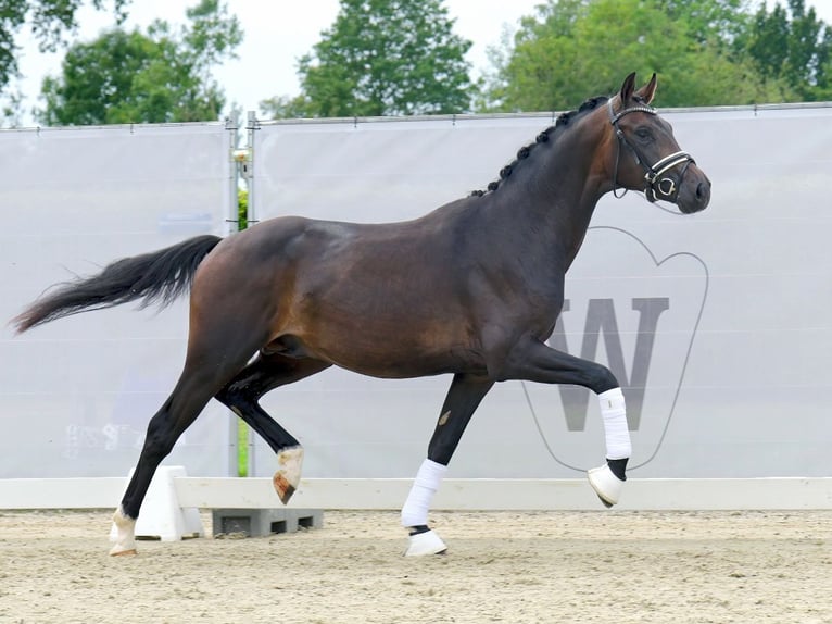 Westphalian Stallion 2 years 16 hh Brown in Münster-Handorf
