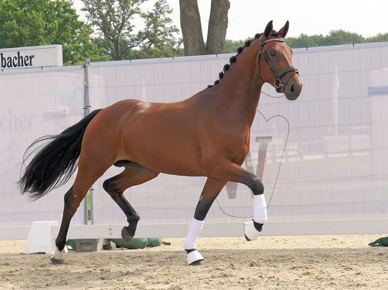 Westphalian Stallion 2 years 16 hh Brown in Münster-Handorf