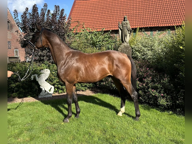 Westphalian Stallion 2 years 16 hh Brown in Schöppingen