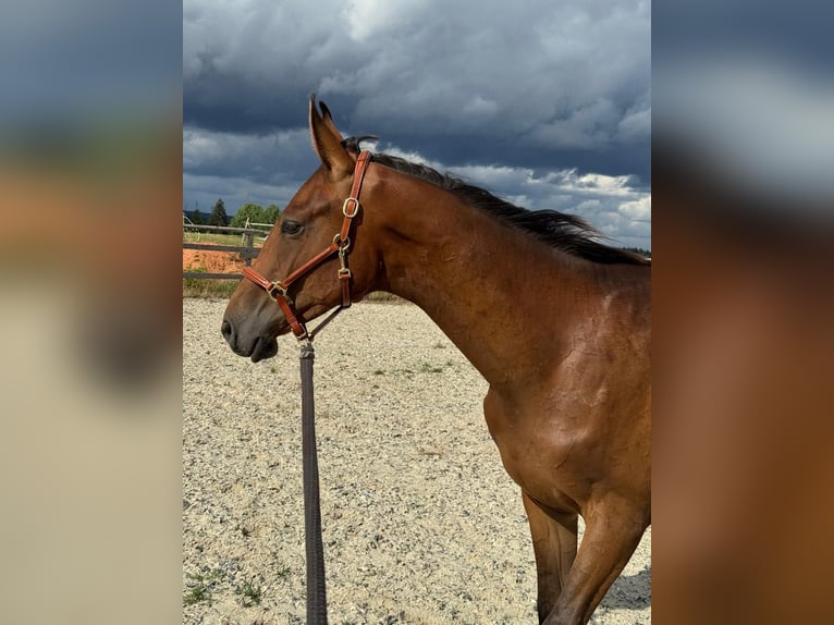 Westphalian Stallion 2 years 16 hh Brown in Weiskirchen