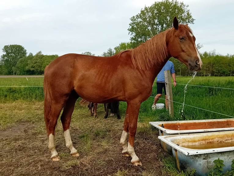 Westphalian Stallion 2 years 16 hh Chestnut in Hasbergen