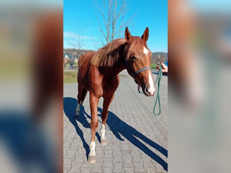 Westphalian Stallion 2 years 16 hh Chestnut in Hasbergen