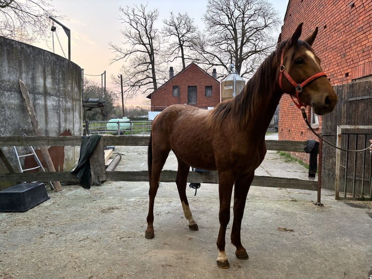 Westphalian Stallion 2 years 16 hh Chestnut in Telgte