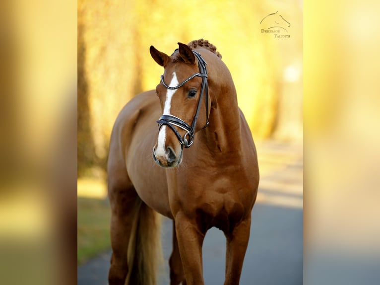 Westphalian Stallion 2 years 16 hh Chestnut-Red in Steinfurt