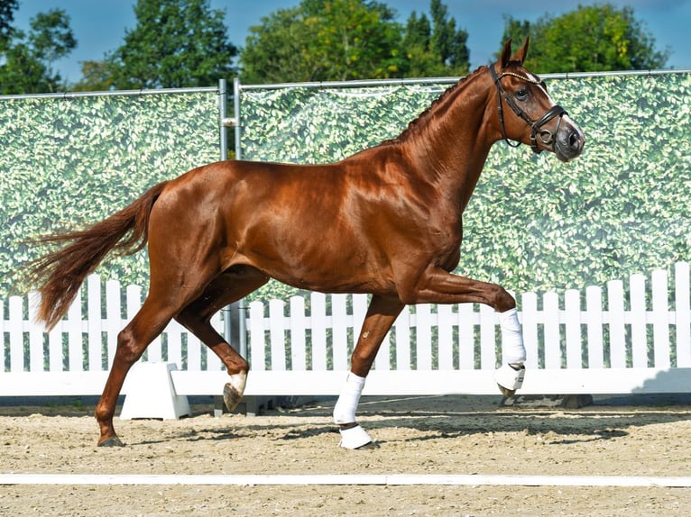 Westphalian Stallion 2 years 16 hh Chestnut-Red in M&#xFC;nster
