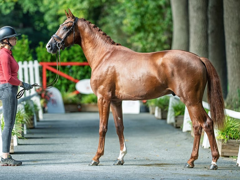 Westphalian Stallion 2 years 16 hh Chestnut-Red in M&#xFC;nster