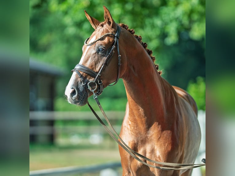 Westphalian Stallion 2 years 16 hh Chestnut-Red in M&#xFC;nster